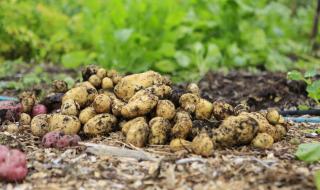 脱毒马铃薯 脱毒马铃薯