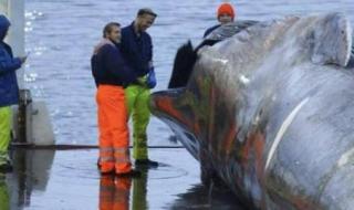 世界上最大的鲸鱼 世界上最大的鲸鱼