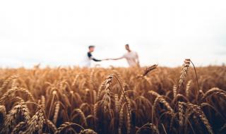 新小麦多少钱一斤